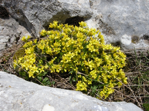 Draba azoides